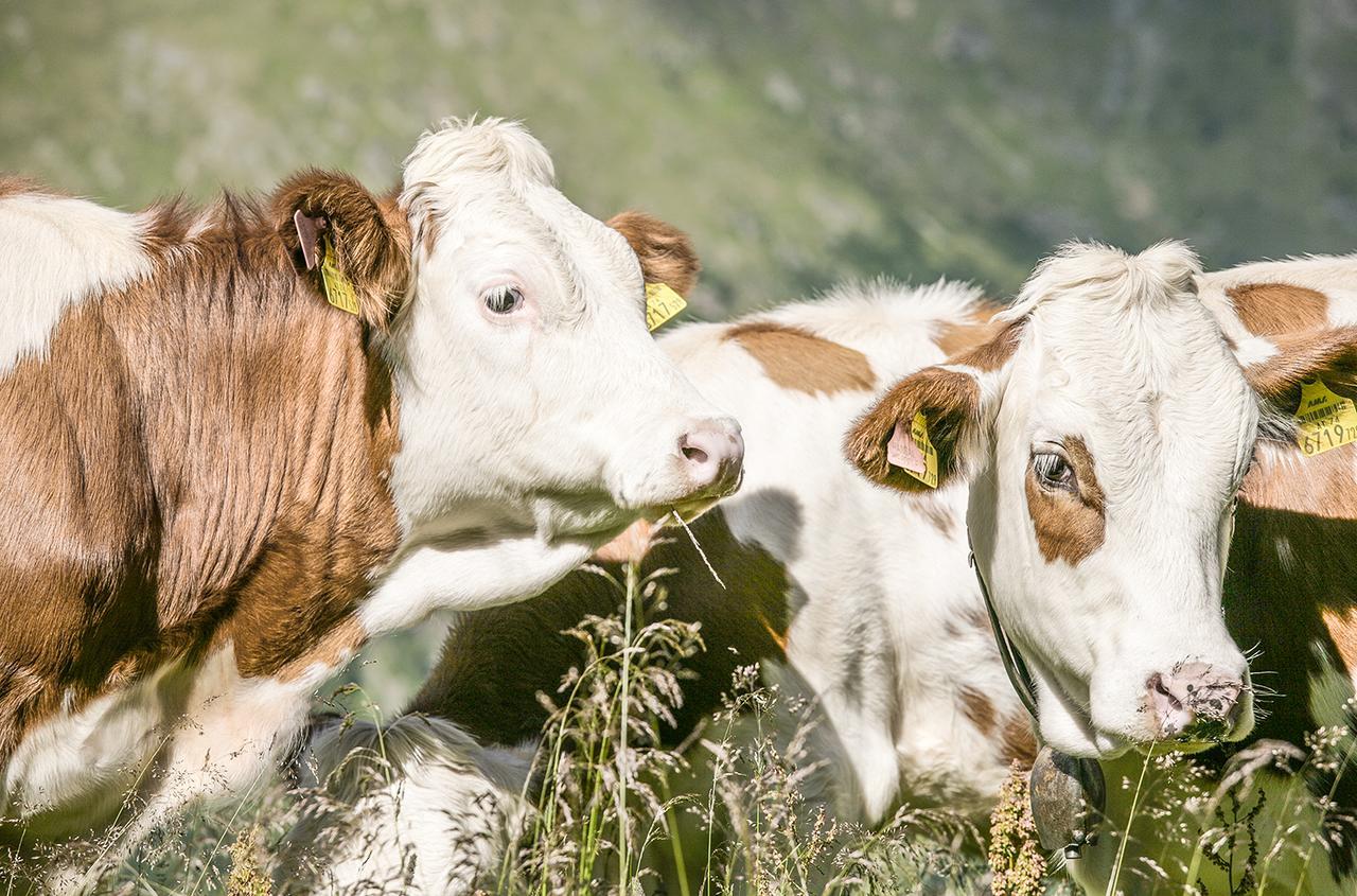 Chaletdorf-Fanningberg Weisspriach Exteriör bild